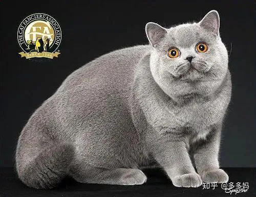 猫怎么看品相好不好,怎么看猫的品相?看完后买猫再也不被忽悠了!