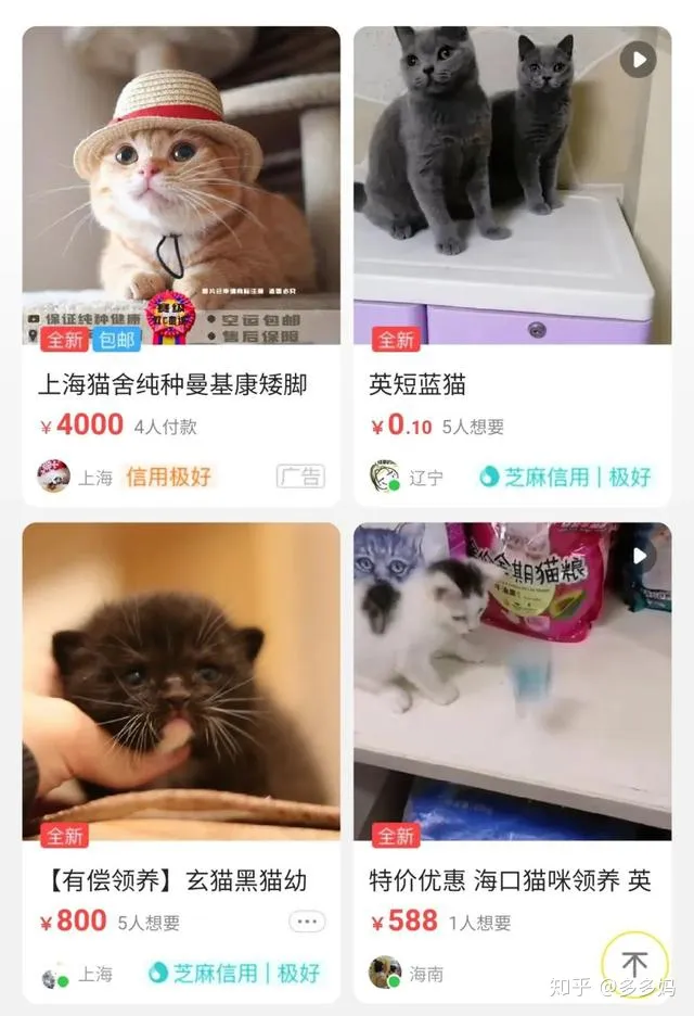 猫怎么看品相好不好,怎么看猫的品相?看完后买猫再也不被忽悠了!
