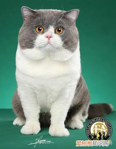 猫怎么看品相好不好,怎么看猫的品相?看完后买猫再也不被忽悠了!