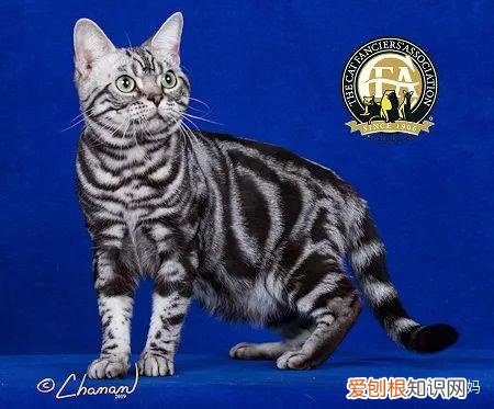 猫怎么看品相好不好,怎么看猫的品相?看完后买猫再也不被忽悠了!