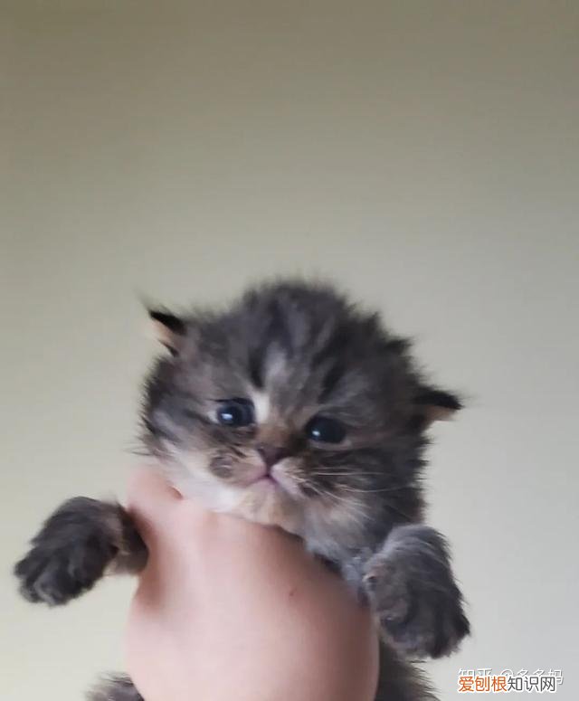 猫怎么看品相好不好,怎么看猫的品相?看完后买猫再也不被忽悠了!