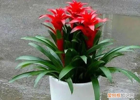 鸿运当头怎么养花才会红，鸿运当头怎么养护才能花叶更绿，花色更红，人见人爱