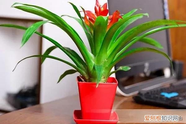 鸿运当头怎么养花才会红，鸿运当头怎么养护才能花叶更绿，花色更红，人见人爱