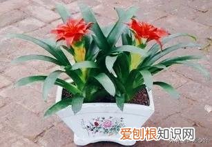 鸿运当头怎么养花才会红，鸿运当头怎么养护才能花叶更绿，花色更红，人见人爱