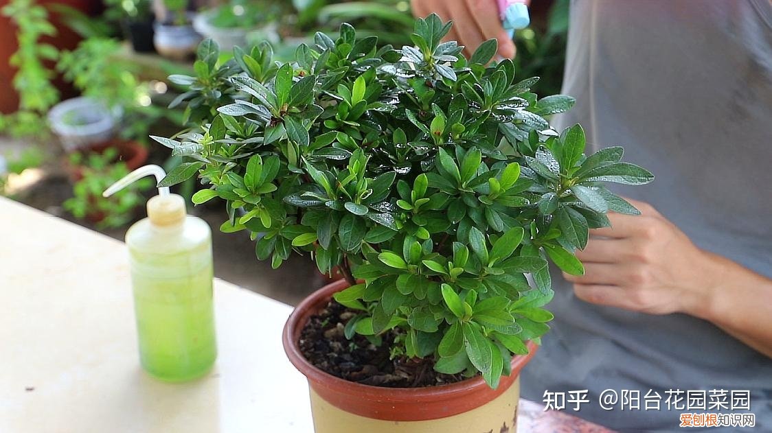 现在什么花开得最旺，10种“旺运花”开花红艳艳，现在养一盆，春节刚好开，红火显富贵