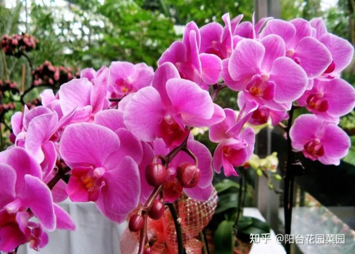 现在什么花开得最旺，10种“旺运花”开花红艳艳，现在养一盆，春节刚好开，红火显富贵