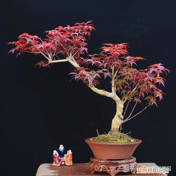 现在什么花开得最旺，10种“旺运花”开花红艳艳，现在养一盆，春节刚好开，红火显富贵