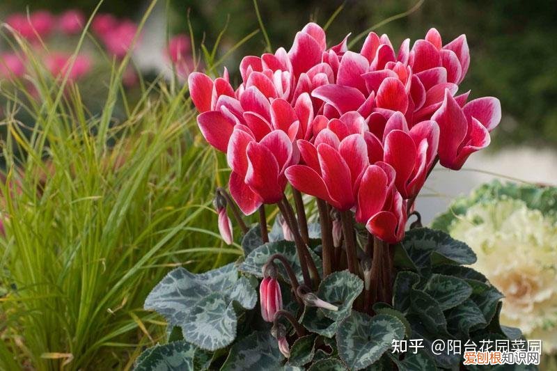 现在什么花开得最旺，10种“旺运花”开花红艳艳，现在养一盆，春节刚好开，红火显富贵