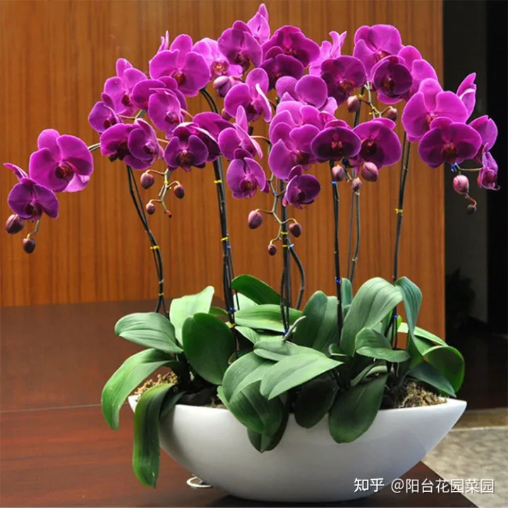 现在什么花开得最旺，10种“旺运花”开花红艳艳，现在养一盆，春节刚好开，红火显富贵