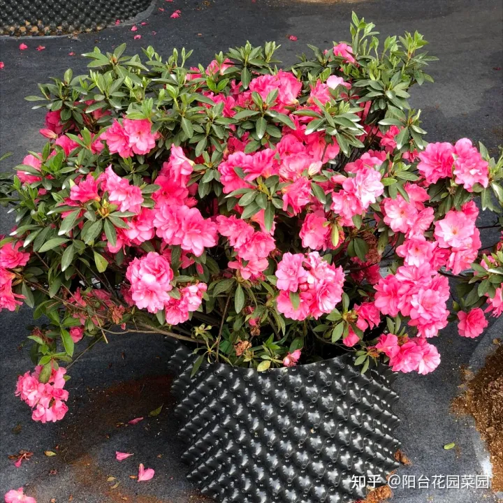 现在什么花开得最旺，10种“旺运花”开花红艳艳，现在养一盆，春节刚好开，红火显富贵