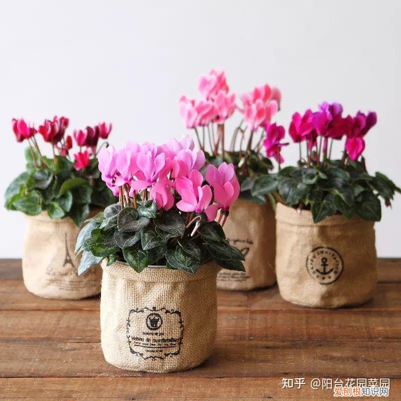 现在什么花开得最旺，10种“旺运花”开花红艳艳，现在养一盆，春节刚好开，红火显富贵