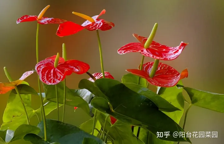 现在什么花开得最旺，10种“旺运花”开花红艳艳，现在养一盆，春节刚好开，红火显富贵