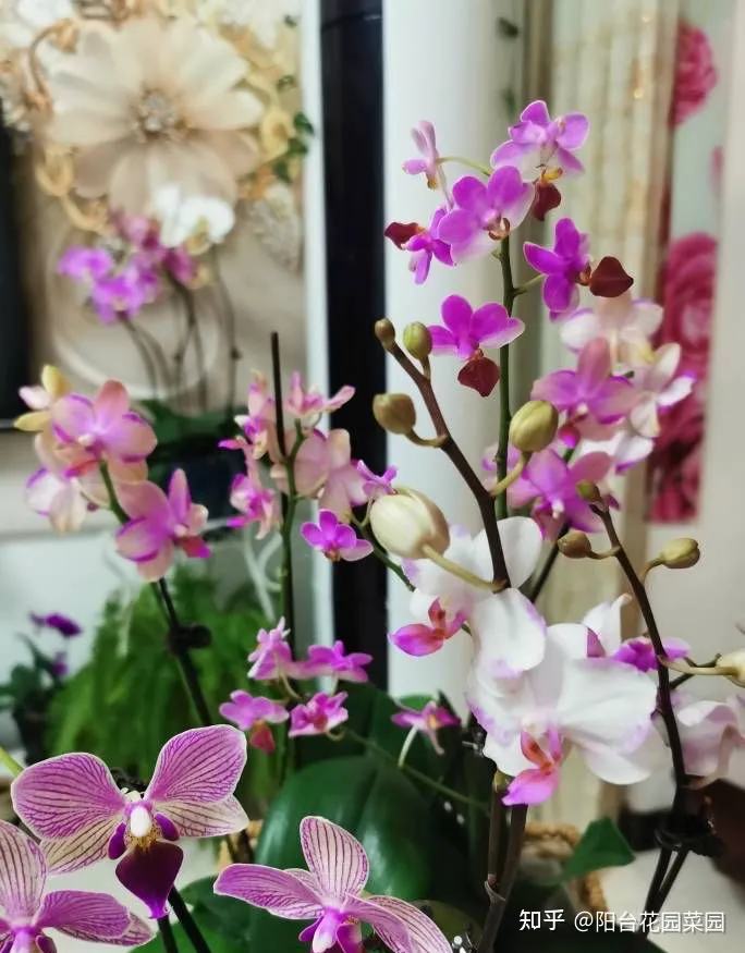 现在什么花开得最旺，10种“旺运花”开花红艳艳，现在养一盆，春节刚好开，红火显富贵