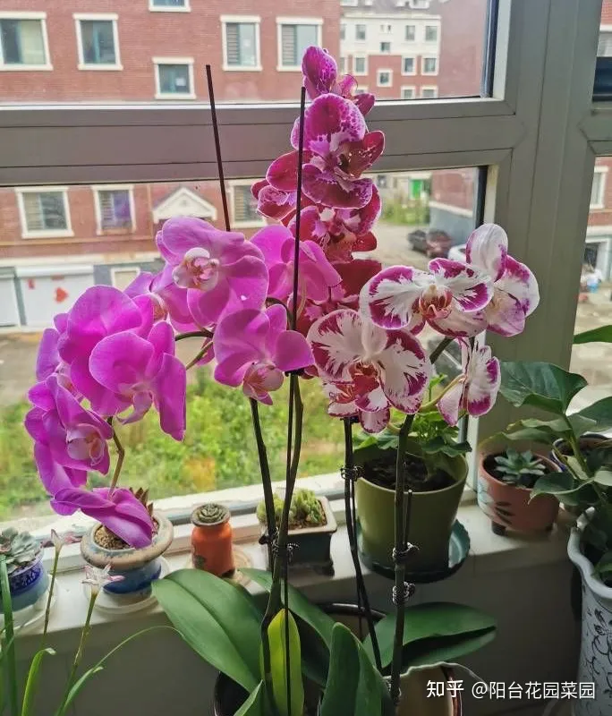 卧室适合放什么花招财，6种“转运花”，最合适养客厅，漂亮大气，富贵又吉利