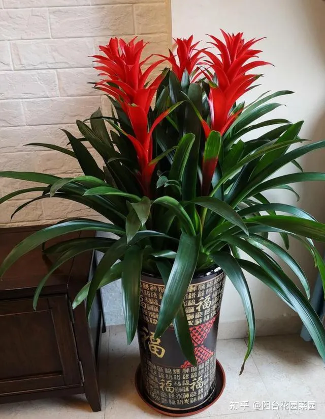 卧室适合放什么花招财，6种“转运花”，最合适养客厅，漂亮大气，富贵又吉利