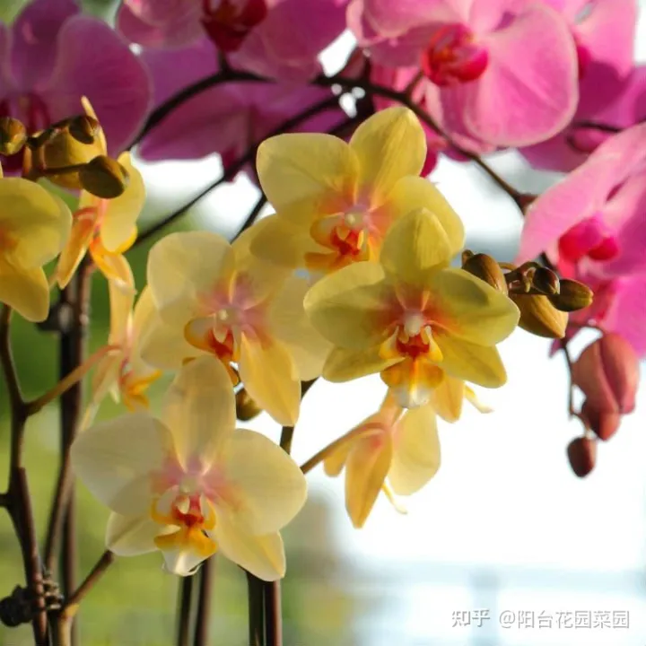 卧室适合放什么花招财，6种“转运花”，最合适养客厅，漂亮大气，富贵又吉利