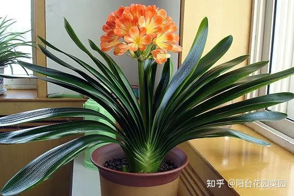 卧室适合放什么花招财，6种“转运花”，最合适养客厅，漂亮大气，富贵又吉利