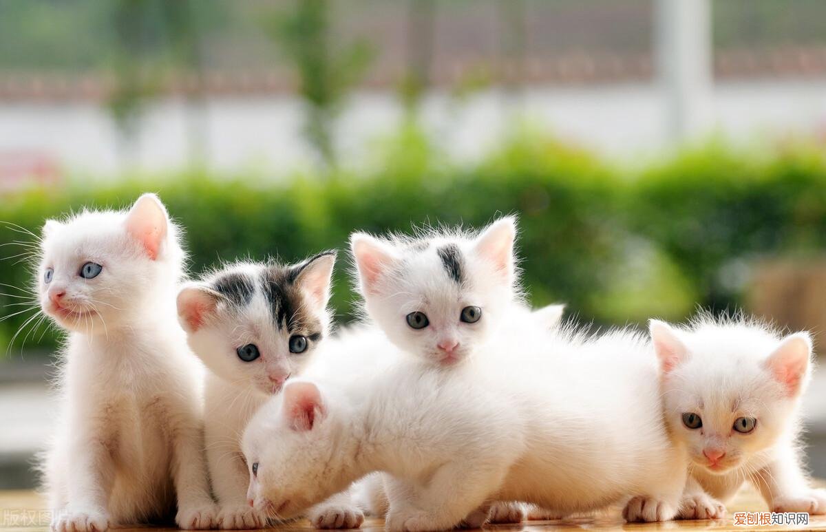 找猫的法术,老祖宗挑猫术:牢记这六个“秘诀”,教你选到好猫咪