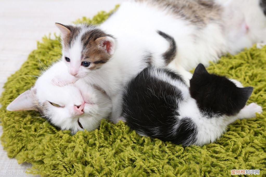 找猫的法术,老祖宗挑猫术:牢记这六个“秘诀”,教你选到好猫咪