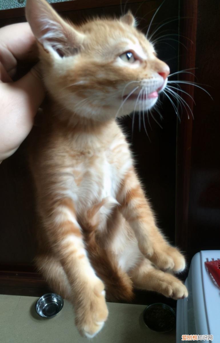找猫的法术,老祖宗挑猫术:牢记这六个“秘诀”,教你选到好猫咪