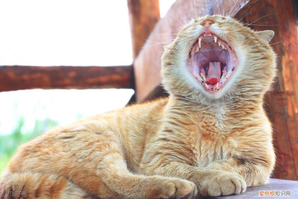 找猫的法术,老祖宗挑猫术:牢记这六个“秘诀”,教你选到好猫咪