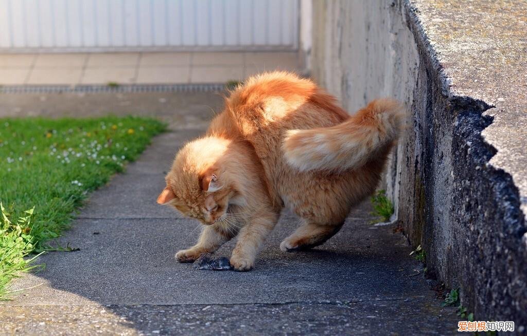 找猫的法术,老祖宗挑猫术:牢记这六个“秘诀”,教你选到好猫咪