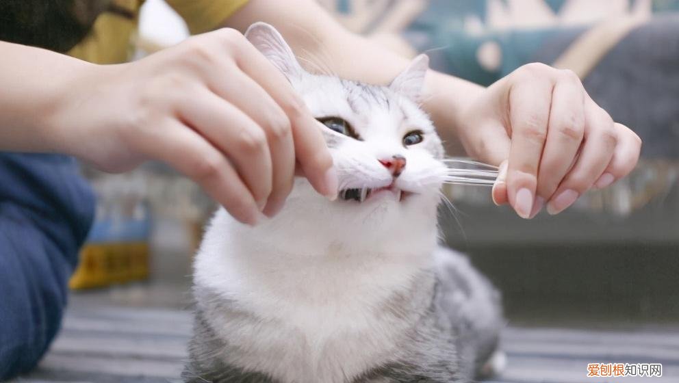 找猫的法术,老祖宗挑猫术:牢记这六个“秘诀”,教你选到好猫咪