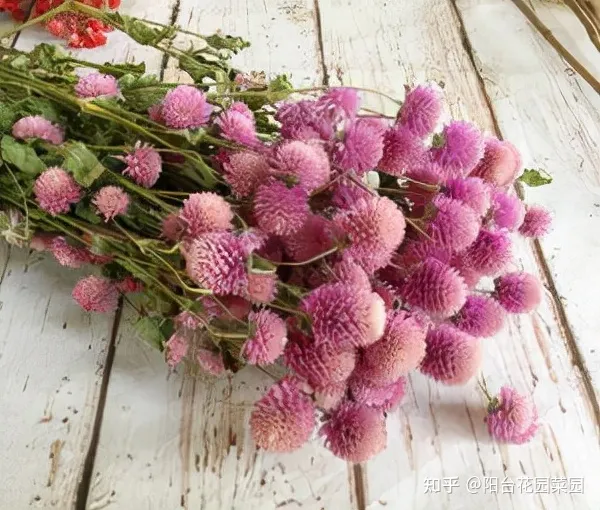 开红花好养的植物，5种“红火花”，养在家里红红火火，鸿运当头，好看又吉利