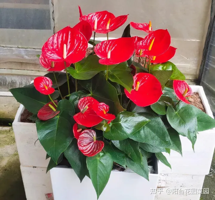 开红花好养的植物，5种“红火花”，养在家里红红火火，鸿运当头，好看又吉利