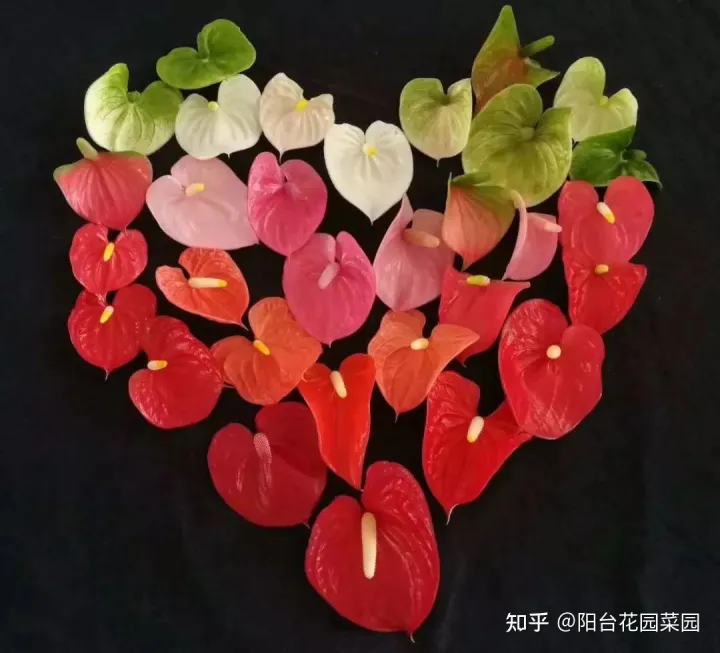 开红花好养的植物，5种“红火花”，养在家里红红火火，鸿运当头，好看又吉利