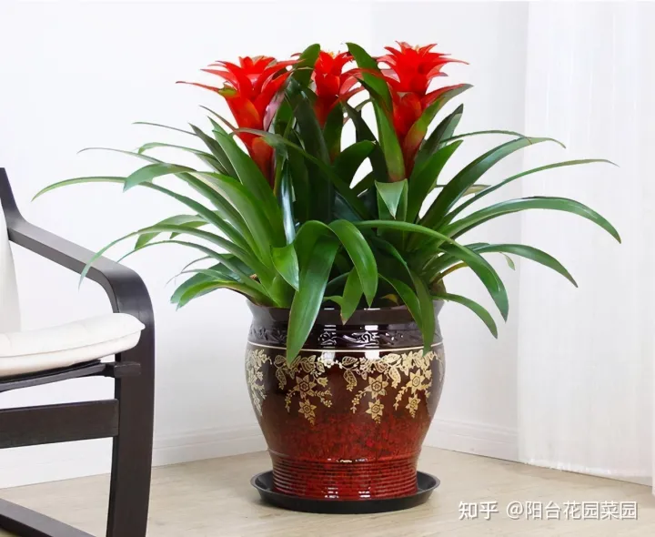 开红花好养的植物，5种“红火花”，养在家里红红火火，鸿运当头，好看又吉利