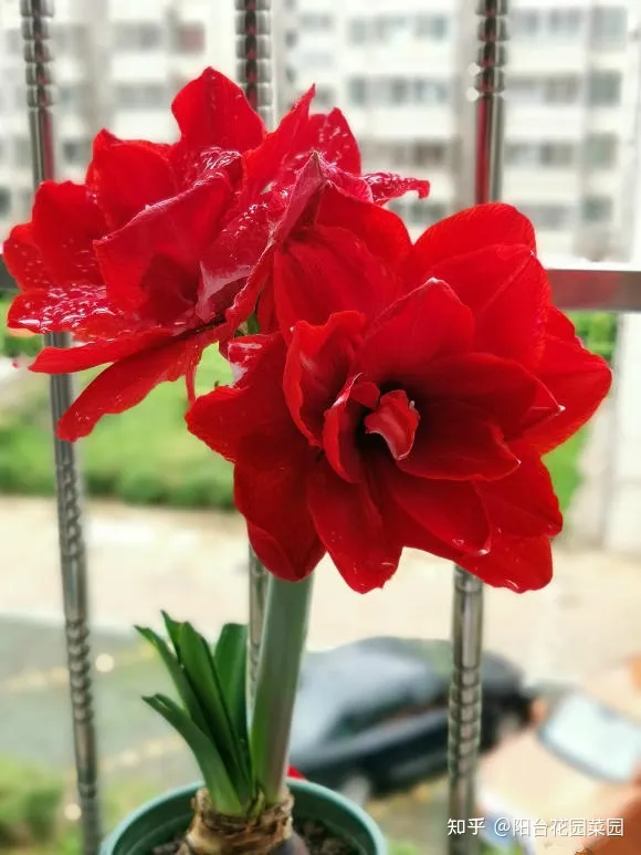 开红花好养的植物，5种“红火花”，养在家里红红火火，鸿运当头，好看又吉利
