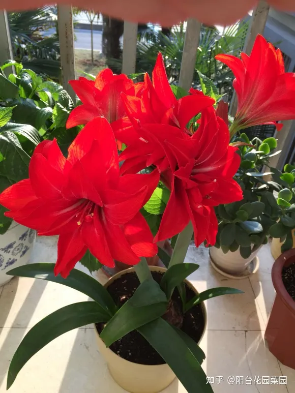 开红花好养的植物，5种“红火花”，养在家里红红火火，鸿运当头，好看又吉利