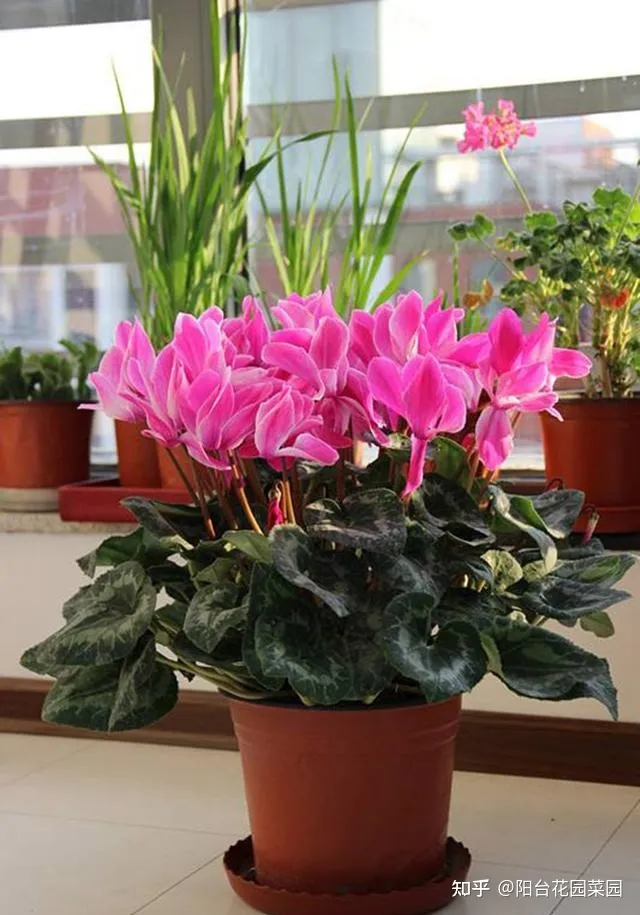 开红花好养的植物，5种“红火花”，养在家里红红火火，鸿运当头，好看又吉利
