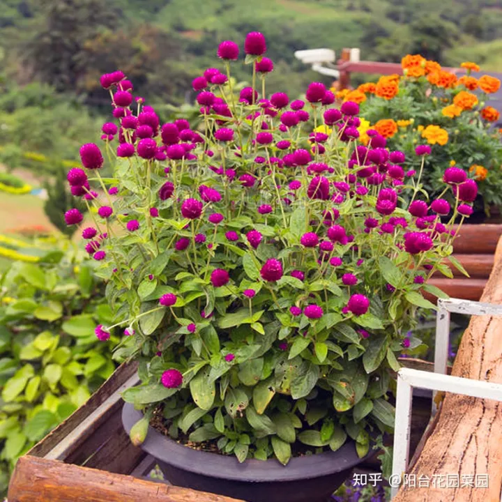 开红花好养的植物，5种“红火花”，养在家里红红火火，鸿运当头，好看又吉利