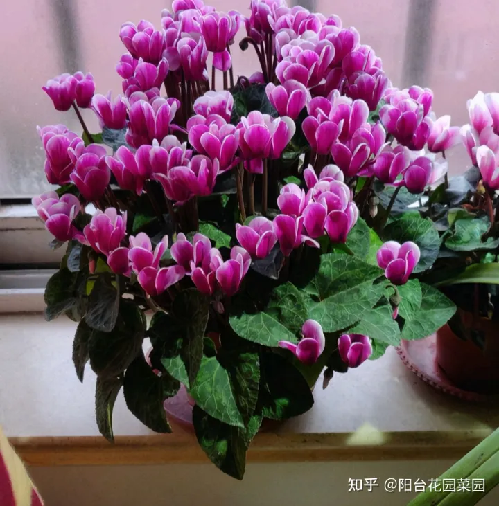 开红花好养的植物，5种“红火花”，养在家里红红火火，鸿运当头，好看又吉利