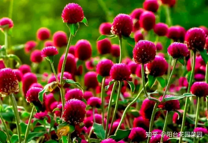 开红花好养的植物，5种“红火花”，养在家里红红火火，鸿运当头，好看又吉利