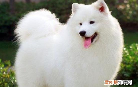 萨摩耶犬不能吃的8种食物图片 萨摩耶犬不能吃的8种食物