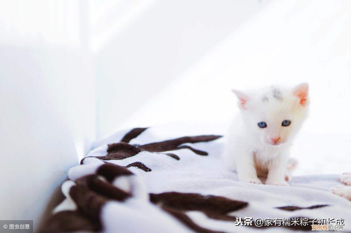 一 新手建议买什么猫，如何挑选一只宠物猫，铲屎官亲身经历，帮你避开那些坑！