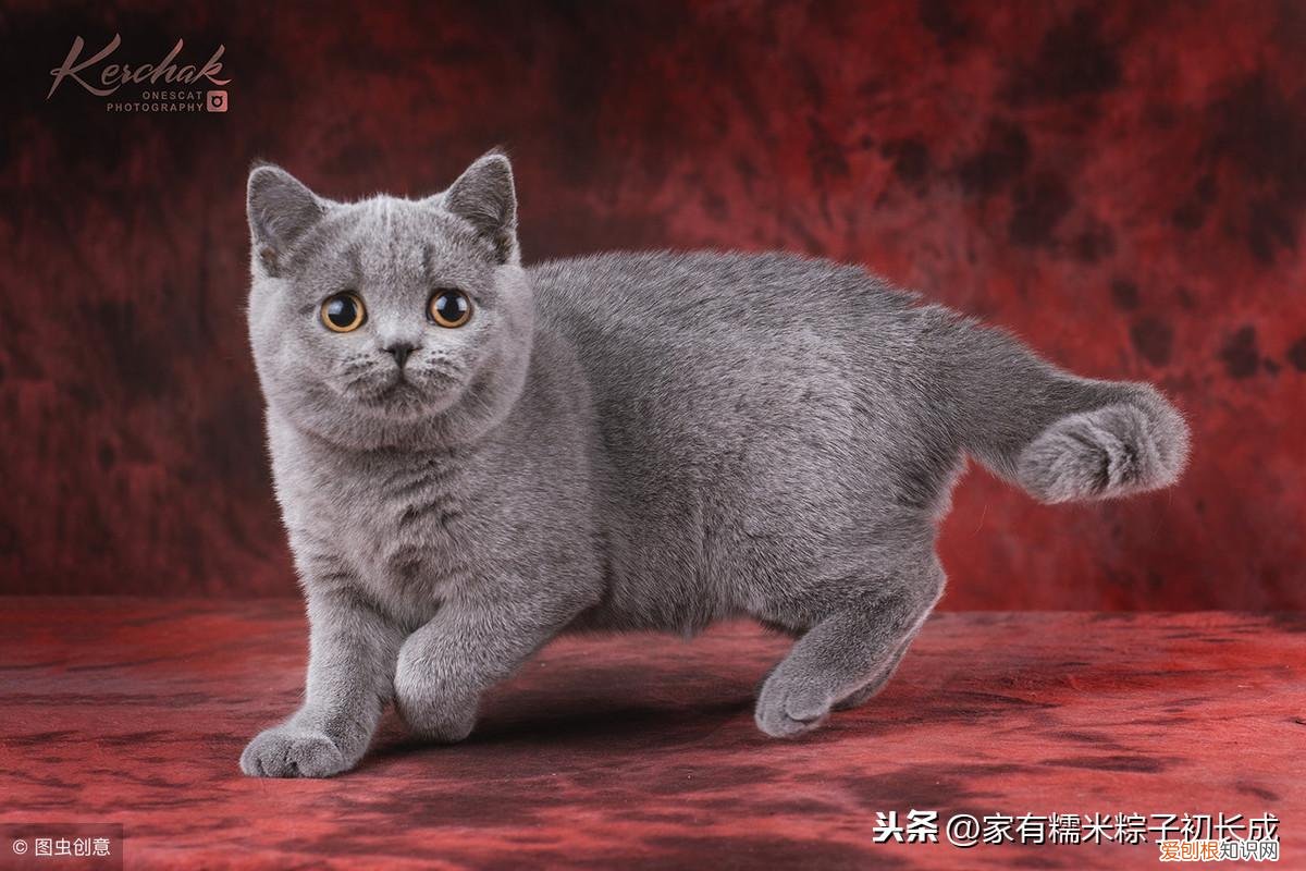 一 新手建议买什么猫，如何挑选一只宠物猫，铲屎官亲身经历，帮你避开那些坑！