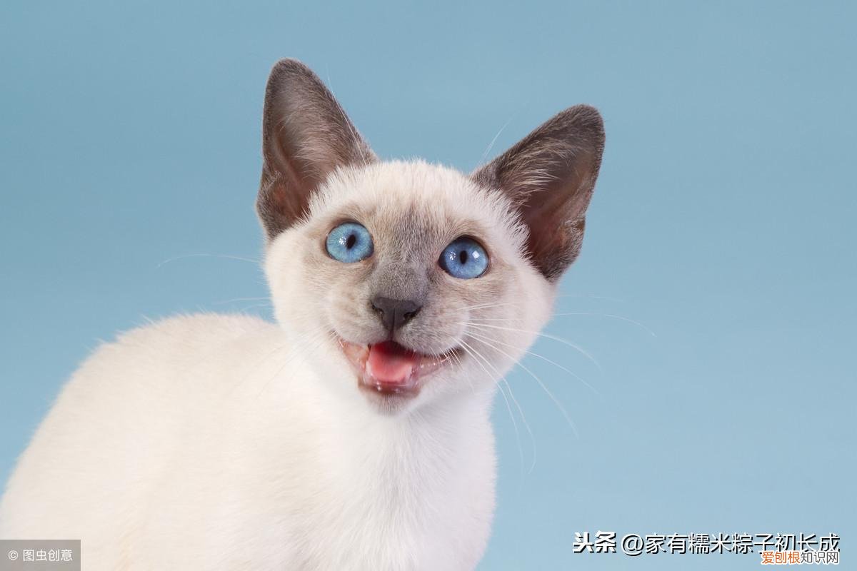 一 新手建议买什么猫，如何挑选一只宠物猫，铲屎官亲身经历，帮你避开那些坑！