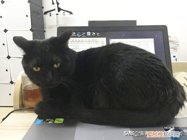 一 新手建议买什么猫，如何挑选一只宠物猫，铲屎官亲身经历，帮你避开那些坑！