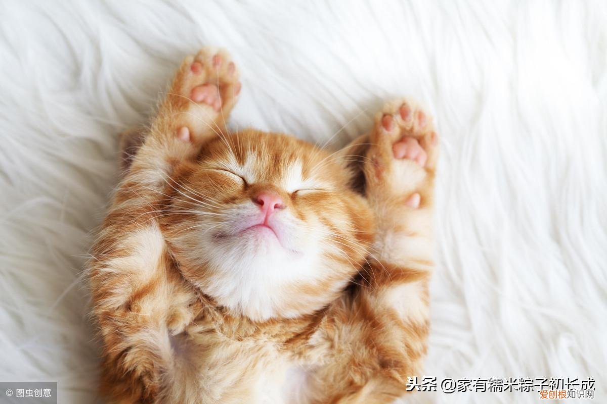 一 新手建议买什么猫，如何挑选一只宠物猫，铲屎官亲身经历，帮你避开那些坑！