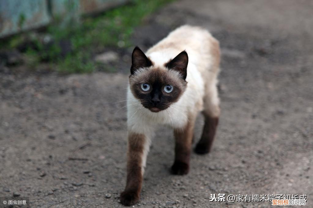一 新手建议买什么猫，如何挑选一只宠物猫，铲屎官亲身经历，帮你避开那些坑！