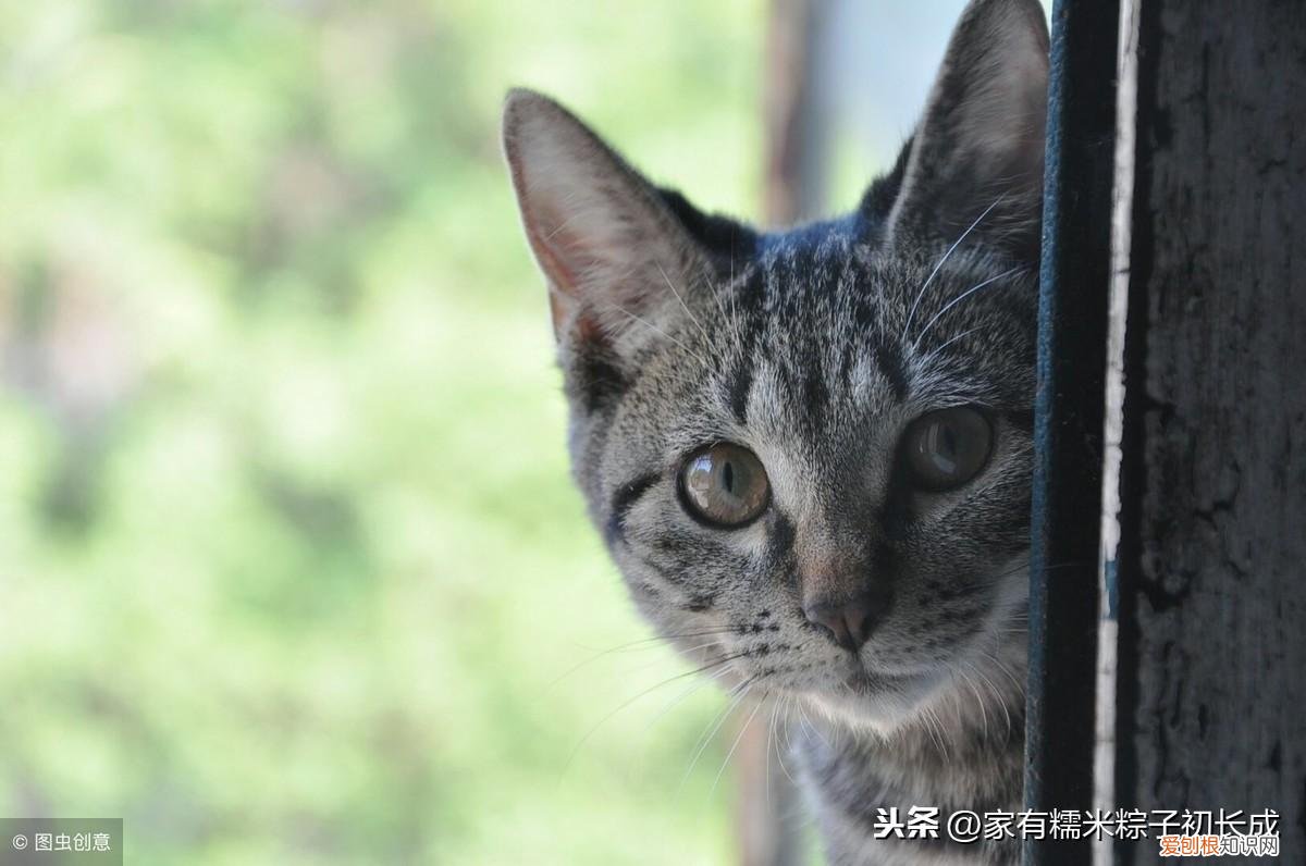 一 新手建议买什么猫，如何挑选一只宠物猫，铲屎官亲身经历，帮你避开那些坑！