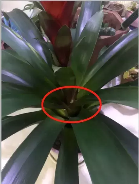 鸿运当头花该怎么养才好看,如何养好鸿运当头?记住这5点,鸿运当头养的比花店都好!