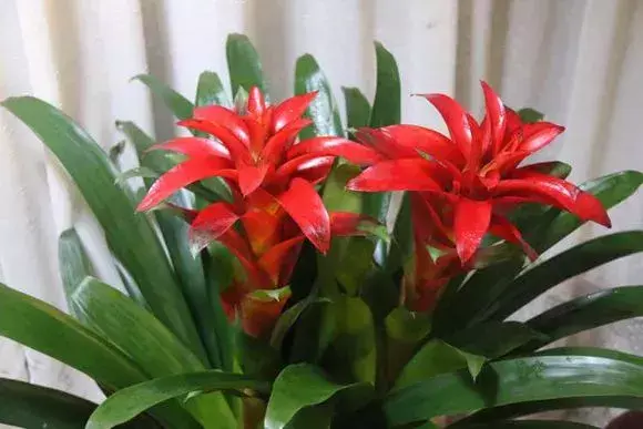 鸿运当头花该怎么养才好看,如何养好鸿运当头?记住这5点,鸿运当头养的比花店都好!