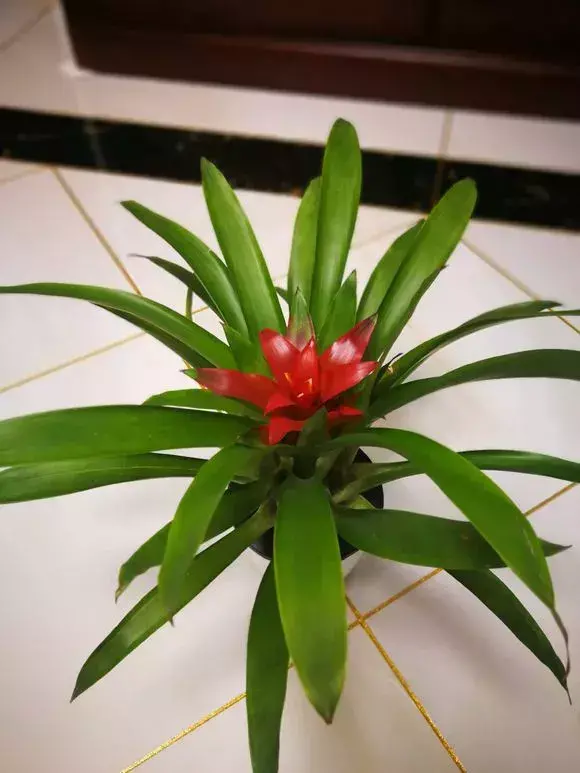 鸿运当头花该怎么养才好看,如何养好鸿运当头?记住这5点,鸿运当头养的比花店都好!