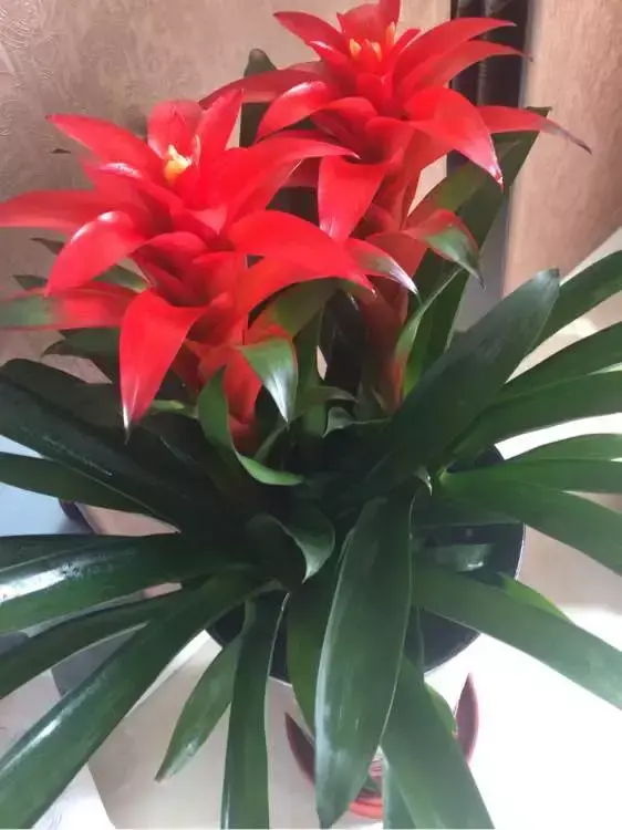 鸿运当头花该怎么养才好看,如何养好鸿运当头?记住这5点,鸿运当头养的比花店都好!