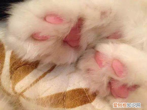猫猫脚垫看性格,猫爪垫中能看出性格差异,学会分辨五类猫咪,找到适配自己的爱猫